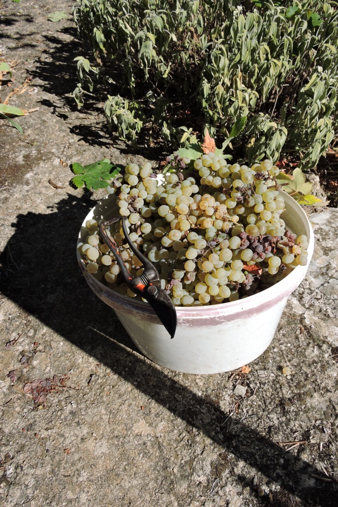 My white grape harvest